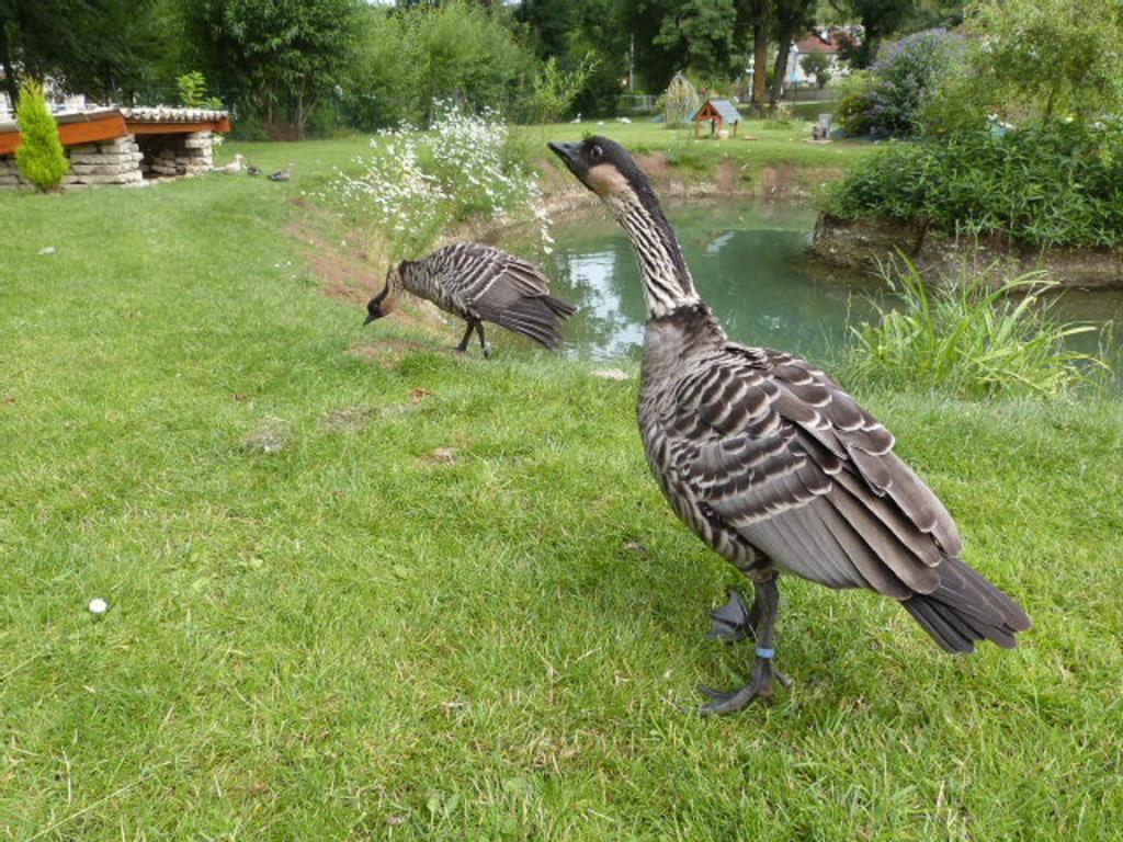 Le Bocard Villa Thonnance-les-Joinville Bagian luar foto